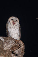 Barn Owl 5D-Mark-IV_AS_180725_4972.jpg