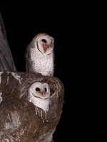 Barn Owl 5D-Mark-IV_AS_180725_4979.jpg