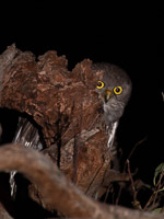 Barking Owl 5D-Mark-IV_AS_180725_5017.jpg
