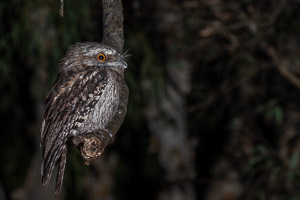 Tawney Frogmouth 5D-Mark-IV_AS_180725_5020.jpg