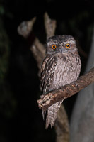 Tawney Frogmouth 5D-Mark-IV_AS_180725_5022.jpg