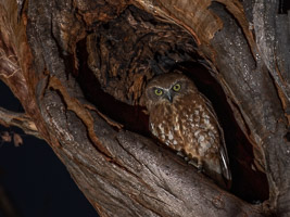 Southern Boobook 5D-Mark-IV_AS_180726_5127.jpg