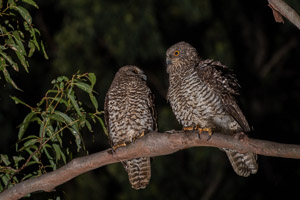 Powerful Owl 5D-Mark-IV_AS_180726_5133.jpg