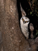 Powerful Owl 5D-Mark-IV_AS_180726_5140.jpg