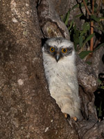 Powerful Owl 5D-Mark-IV_AS_180726_5146.jpg