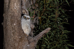 Powerful Owl 5D-Mark-IV_AS_180726_5157.jpg