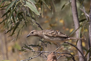 Spotted Bowerbird 5D-Mark-IV_AS_180728_5240.jpg