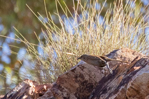 Kalkadoon Grasswren 5D-Mark-IV_AS_180729_5279.jpg