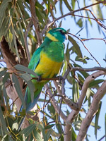 "Cloncurry" Ringneck 5D-Mark-IV_AS_180730_5487.jpg