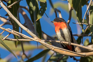 Mitletoebird 5D-Mark-IV_AS_180730_5570.jpg