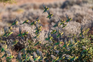 Budgerigars 5D-Mark-IV_AS_180731_5648.jpg