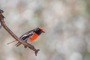 Red-capped Robin 5D-Mark-IV_AS_180731_5865.jpg