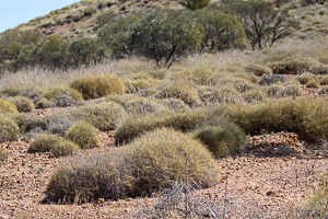 Grasswren Territory 5D-Mark-IV_AS_180731_5885.jpg