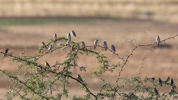 Plum-headed Finch 5D-Mark-IV_AS_180731_5921.jpg