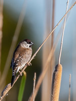 Plum-headed Finch 5D-Mark-IV_AS_180731_5946.jpg