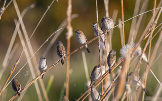 Plum-headed Finch 5D-Mark-IV_AS_180731_5966.jpg
