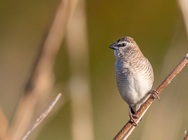 Plum-headed Finch 5D-Mark-IV_AS_180731_5990.jpg