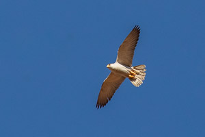 Grey Falcon 5D-Mark-IV_AS_180801_6107.jpg