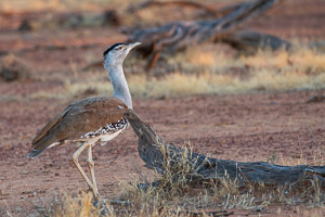 Bustard 5D-Mark-IV_AS_180801_6143.jpg