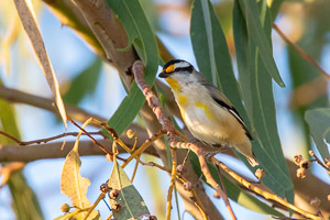 Striated Pardalote 5D-Mark-IV_AS_180803_6261.jpg