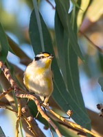Striated Pardalote 5D-Mark-IV_AS_180803_6269.jpg