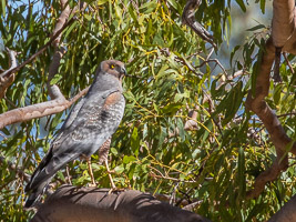 Spotted Harrier 5D-Mark-IV_AS_180803_6278.jpg