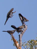 Apostlebird 5D-Mark-IV_AS_180803_6340.jpg