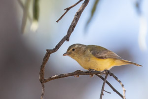 Weebill 5D-Mark-IV_AS_180803_6362.jpg