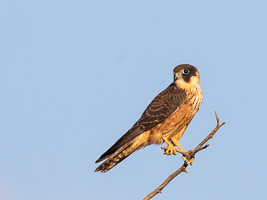 Australian Hobby 5D-Mark-IV_AS_180803_6388.jpg