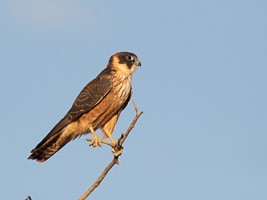 5D-Mark-IV_AS_180803_6404.jpg 5D-Mark-IV_AS_180803_6404.jpg