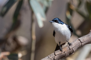 Restless Flycatcher 5D-Mark-IV_AS_180804_6461.jpg