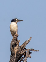 Forest Kingfisher 5D-Mark-IV_AS_180804_6491.jpg