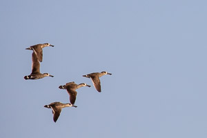 Pink-eared Duck 5D-Mark-IV_AS_180804_6654.jpg