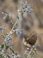 Brown Honeyeater 5D-Mark-IV_AS_180805_6705.jpg