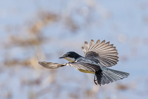 Restless Flycatcher 5D-Mark-IV_AS_180805_6732.jpg