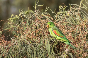 Red-winged Parrot 5D-Mark-IV_AS_180806_6773.jpg