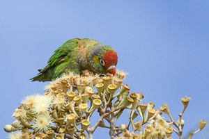 Varied Lorikeet 5D-Mark-IV_AS_180806_6812.jpg