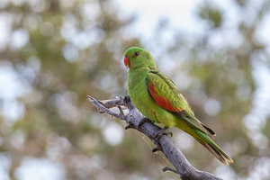 Red-winged Parrot 5D-Mark-IV_AS_180806_6827.jpg