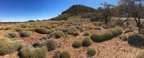 Grasswren Country iPhone_6s_AS_180731_4095.jpg