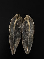 Belemnite Fossil iPhone_6s_AS_180804_4125.jpg