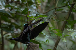 Victorias's Riflebird R5_AS_240721_7980-Verbessert-RR.jpg