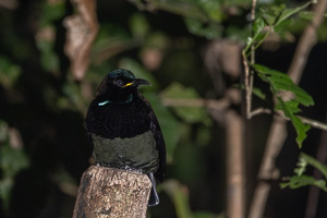 Victorias's Riflebird R5_AS_240721_8051.jpg