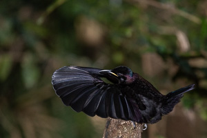 Victorias's Riflebird R5_AS_240722_8336.jpg