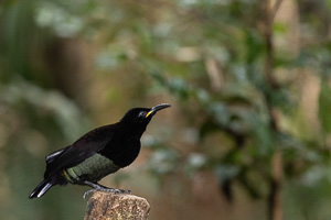 Victorias's Riflebird R5_AS_240723_8392.jpg