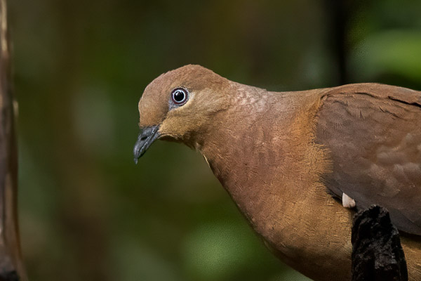 Brown Cuckoo-Dove R5_AS_240724_8447-Bearbeitet.jpg