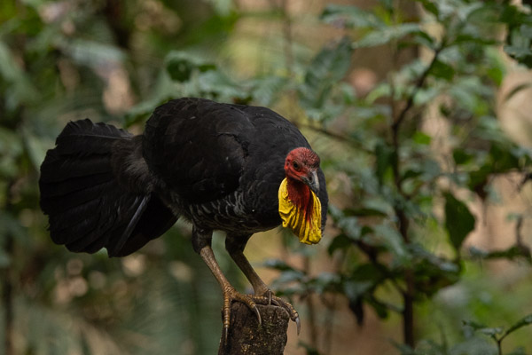 Atherton Tablelands R5_AS_240724_8454.jpg