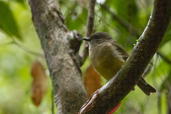 Female Golden Whistler R5_AS_240725_8645.jpg