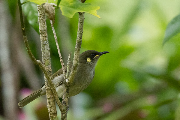Lewin's Honeyeater R5_AS_240726_8789.jpg
