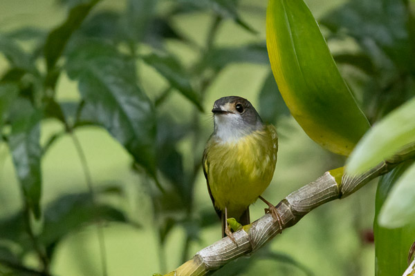 Pale-yellow Robin R5_AS_240726_8806-Bearbeitet.jpg