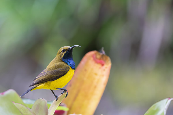 Sahul Sunbird R5_AS_240727_8839-Bearbeitet.jpg